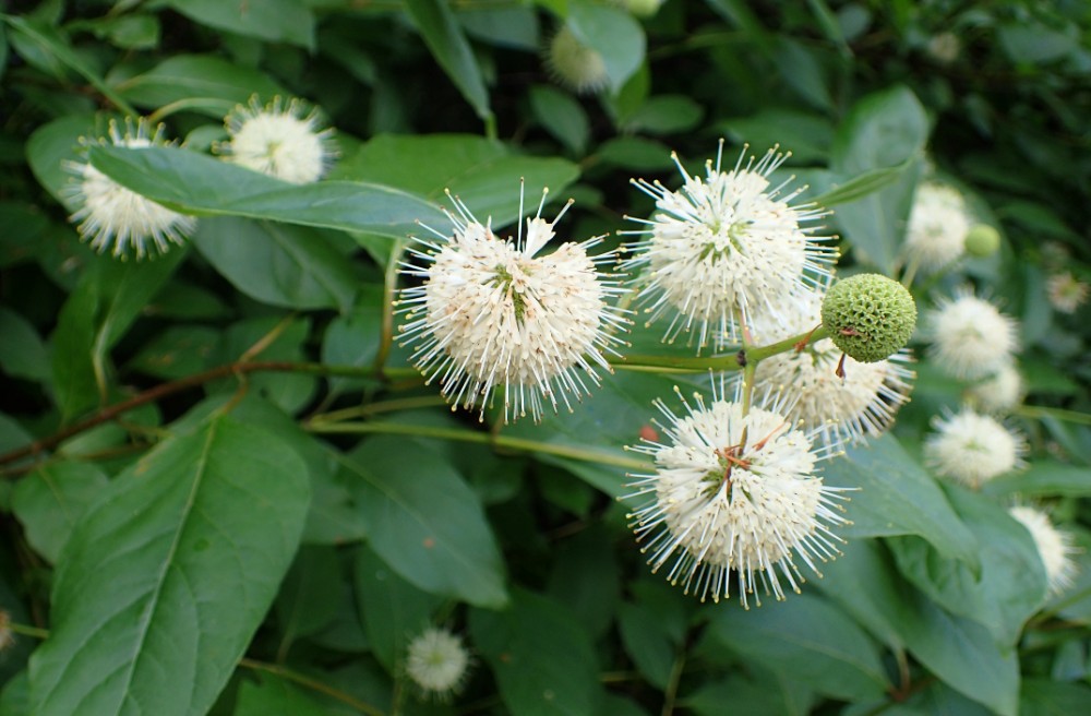 buttonbush